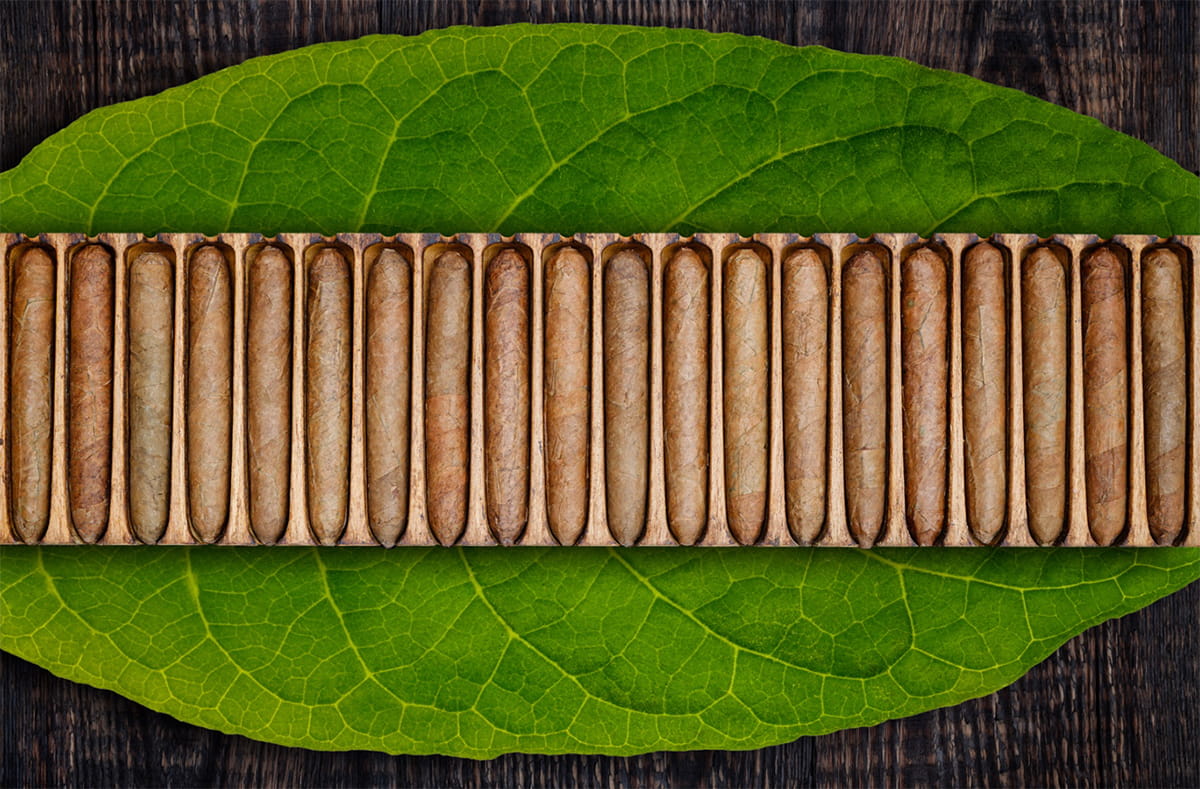 The Future of the Leaf
