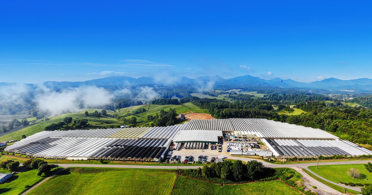 Photo courtesy: Costa Farms