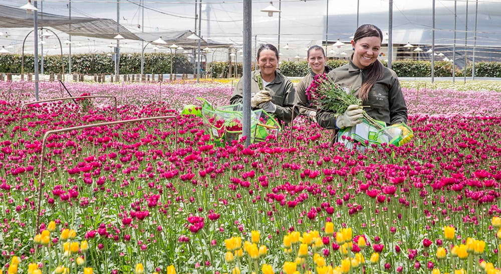 FIU Business analytics students find the intersection of data and dahlias.
